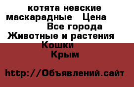 котята невские маскарадные › Цена ­ 18 000 - Все города Животные и растения » Кошки   . Крым